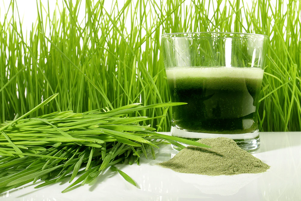wheat grass